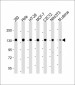 MYPT1 (Ser507) Antibody